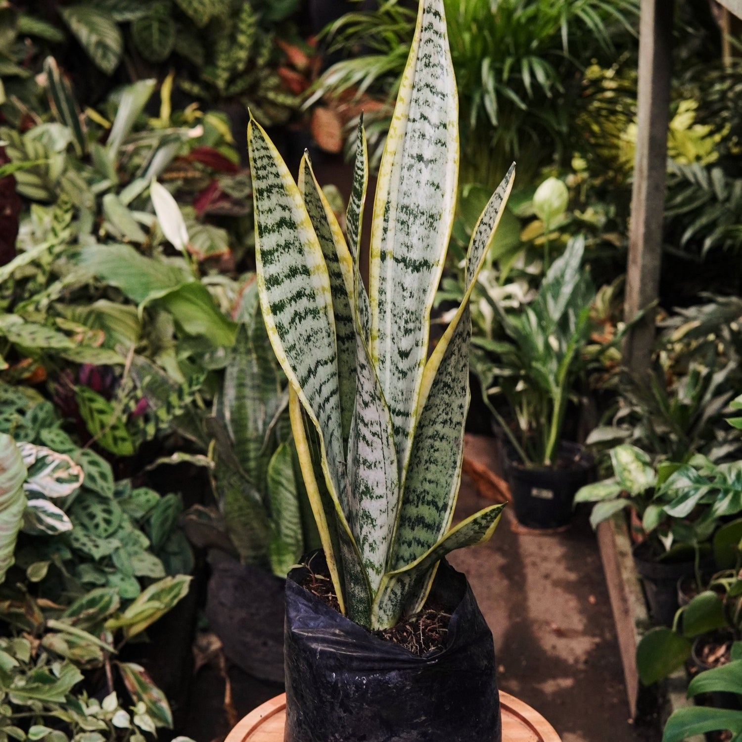 Sansevieria Trifasciata - Vivero Florecer