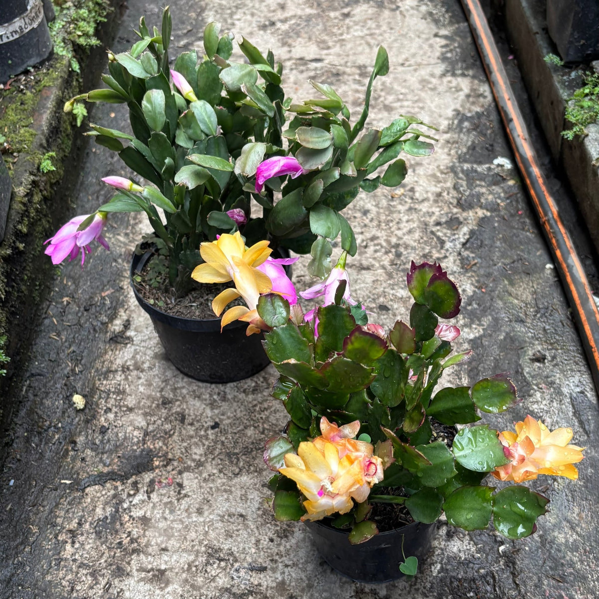 Schlumbergera “Cactus Navidad” - Vivero Florecer