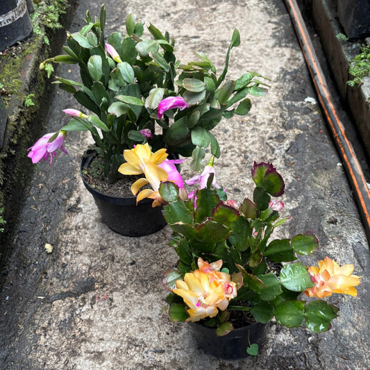 Schlumbergera “Cactus Navidad” - Vivero Florecer