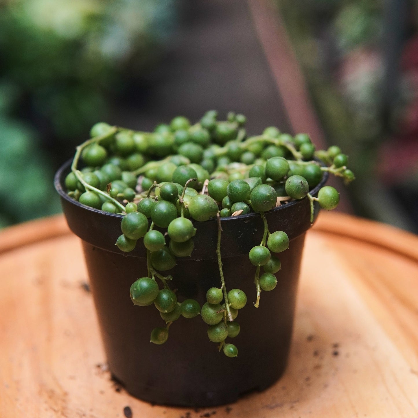 Senecio Rowleyanus - Vivero Florecer