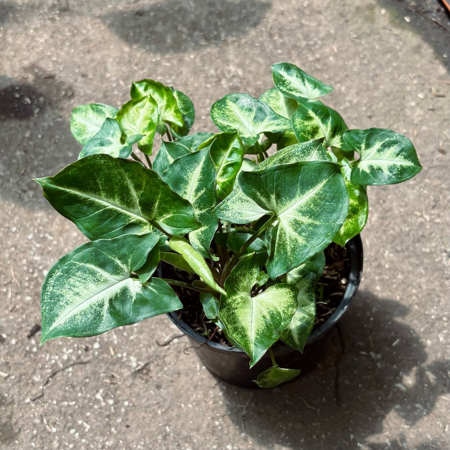 Singonio Mini Pixie - Vivero Florecer