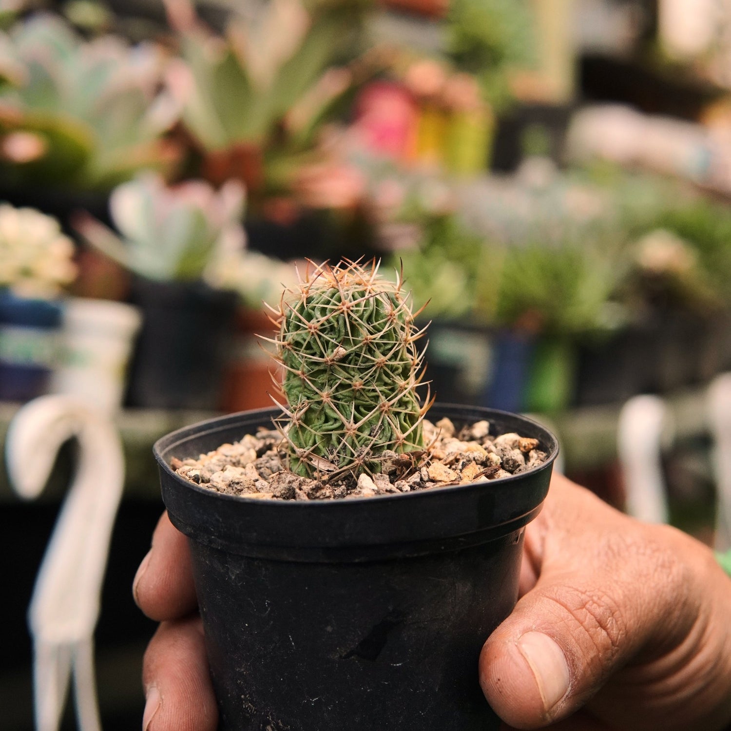 Stenocactus Multicostatus - Vivero Florecer