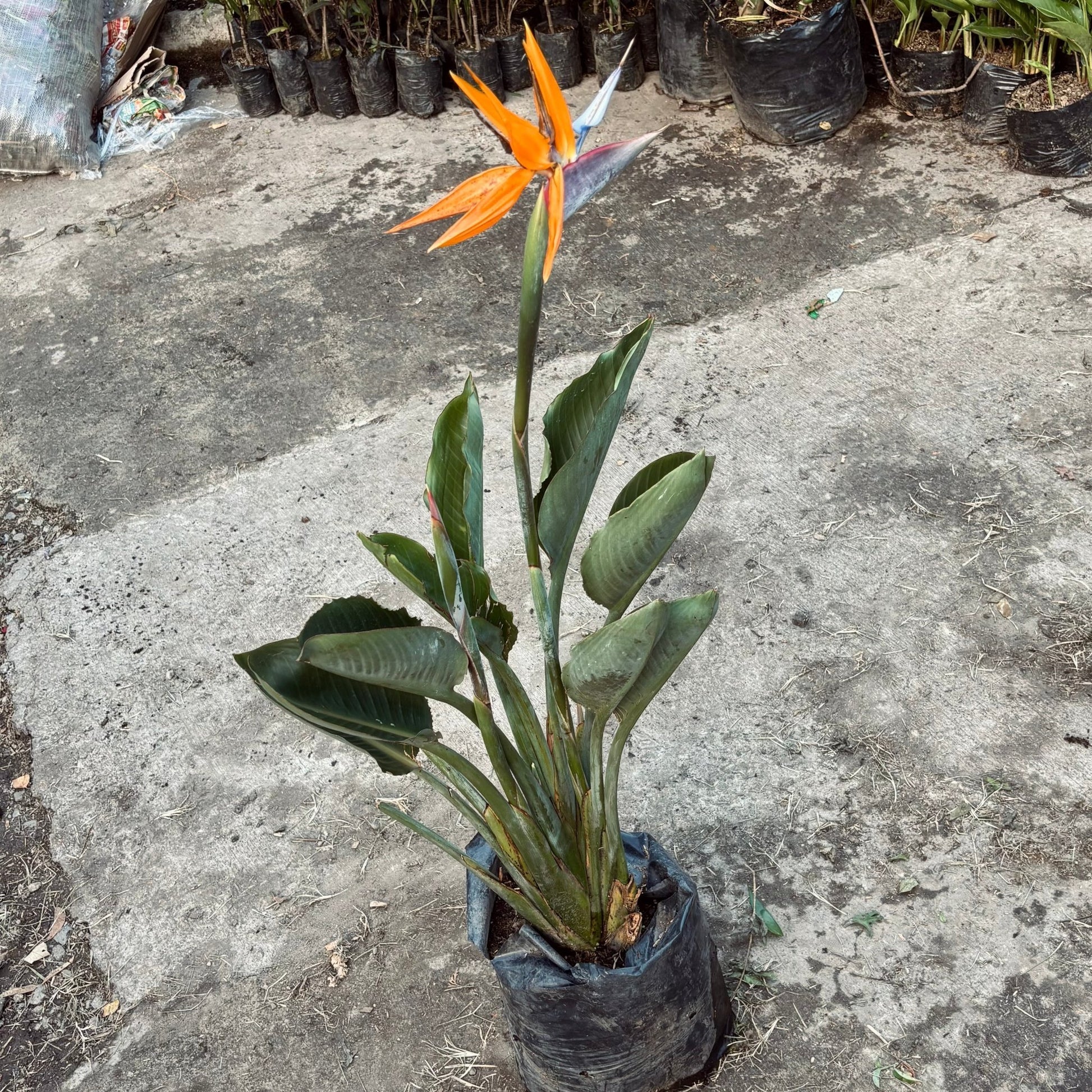 Strelitzia Reginae “Ave del Paraíso” - Vivero Florecer