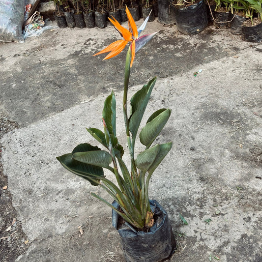 Strelitzia Reginae “Ave del Paraíso” - Vivero Florecer