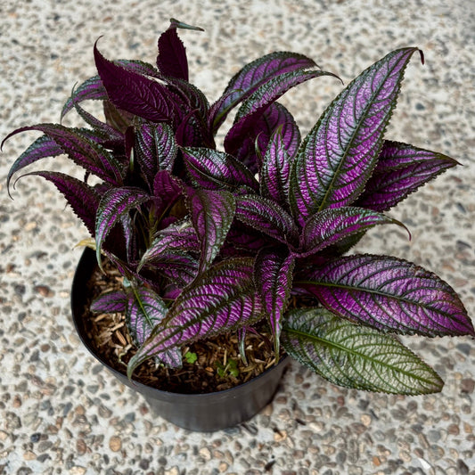 Strobilanthes Dyeriana “Escudo Persa” - Vivero Florecer