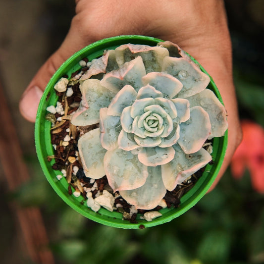 Subsessilis Variegada - Vivero Florecer