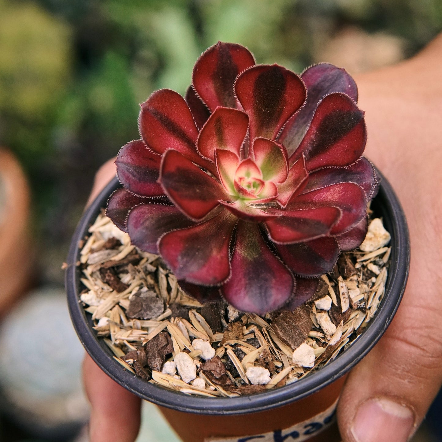 Suculenta Aeonium Chanel Variegada - Vivero Florecer