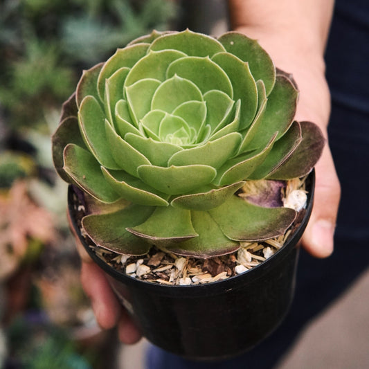 Suculenta Aeonium Halloween - Vivero Florecer