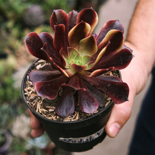 Suculenta Aeonium Oujiali Variegada - Vivero Florecer