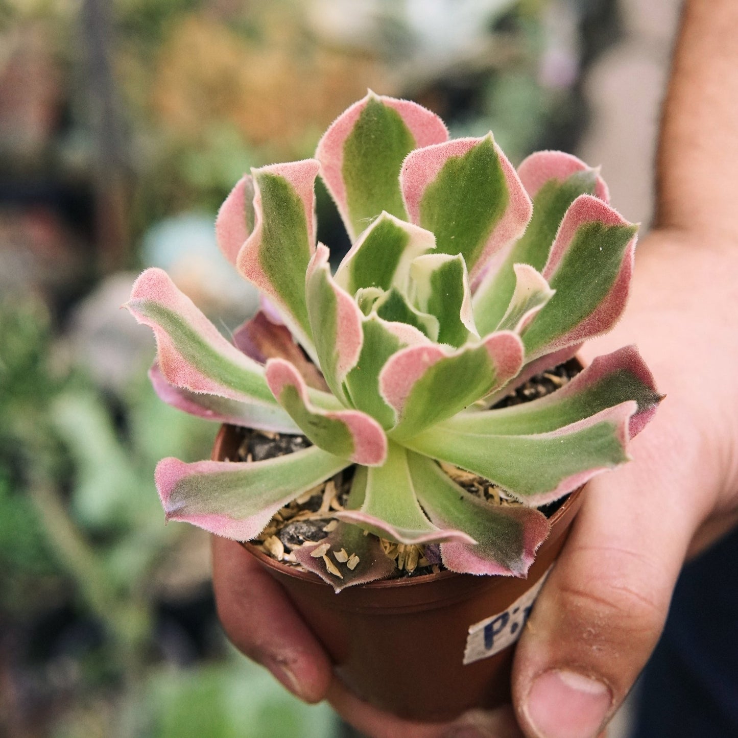 Suculenta Aeonium Pink Wave - Vivero Florecer