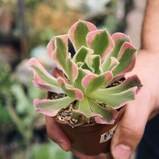 Suculenta Aeonium Pink Wave - Vivero Florecer