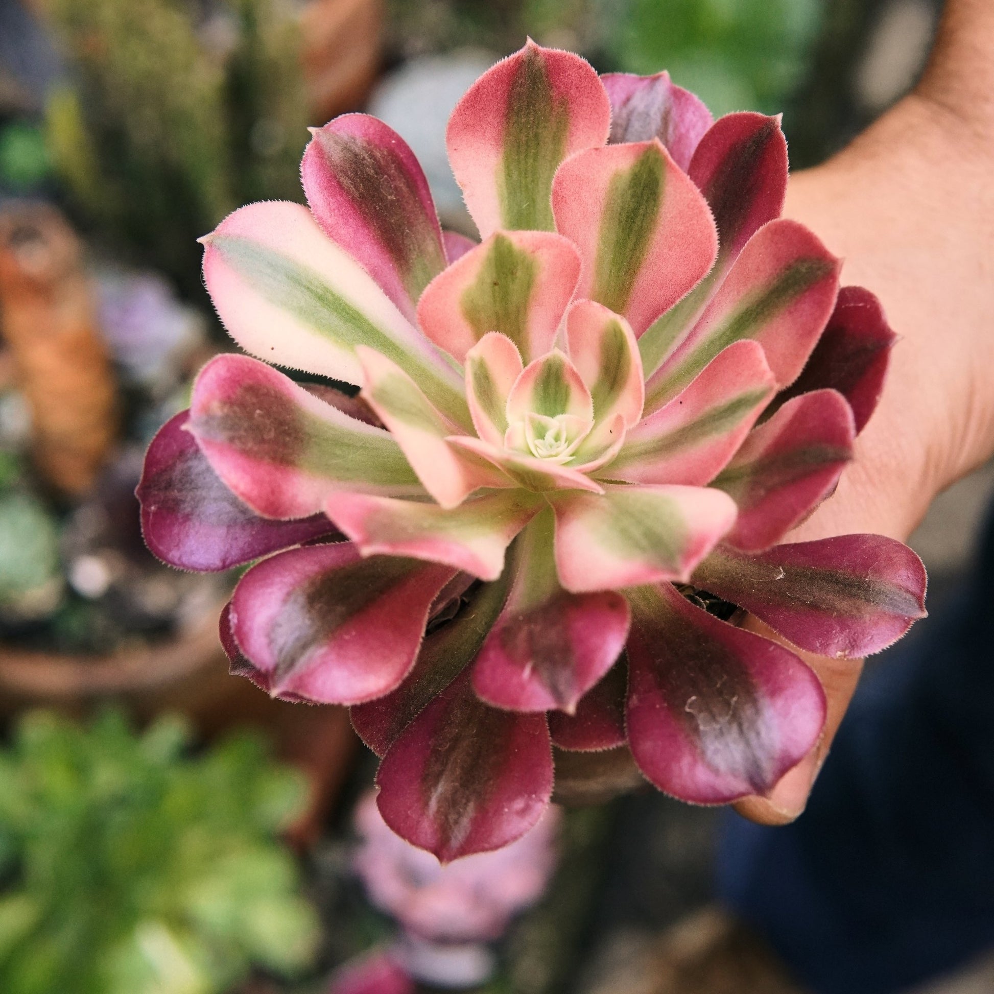 Suculenta Aeonium Pink Witch - Vivero Florecer
