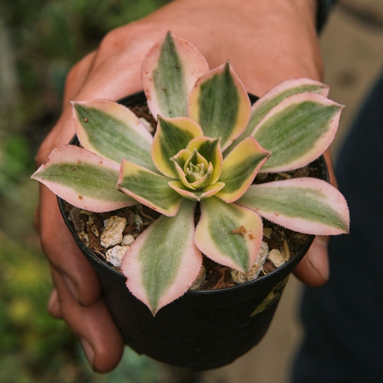 Suculenta Aeonium Sunburst - Vivero Florecer