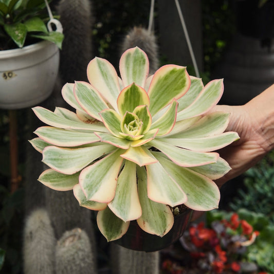 Suculenta Aeonium Sunburst Grande - Vivero Florecer