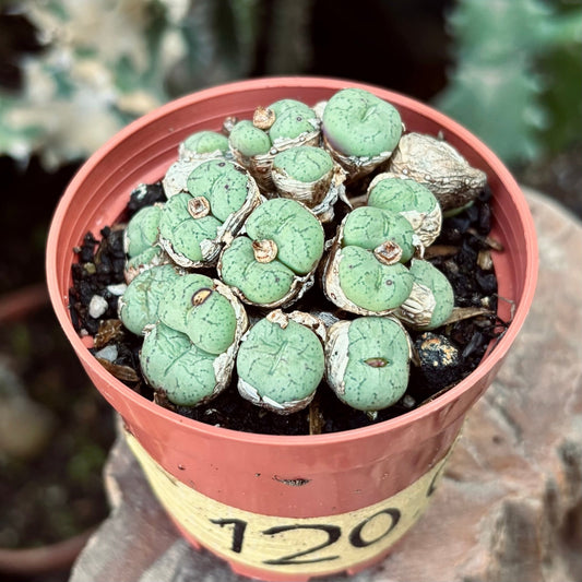 Suculenta Conophytum Colonia - Vivero Florecer