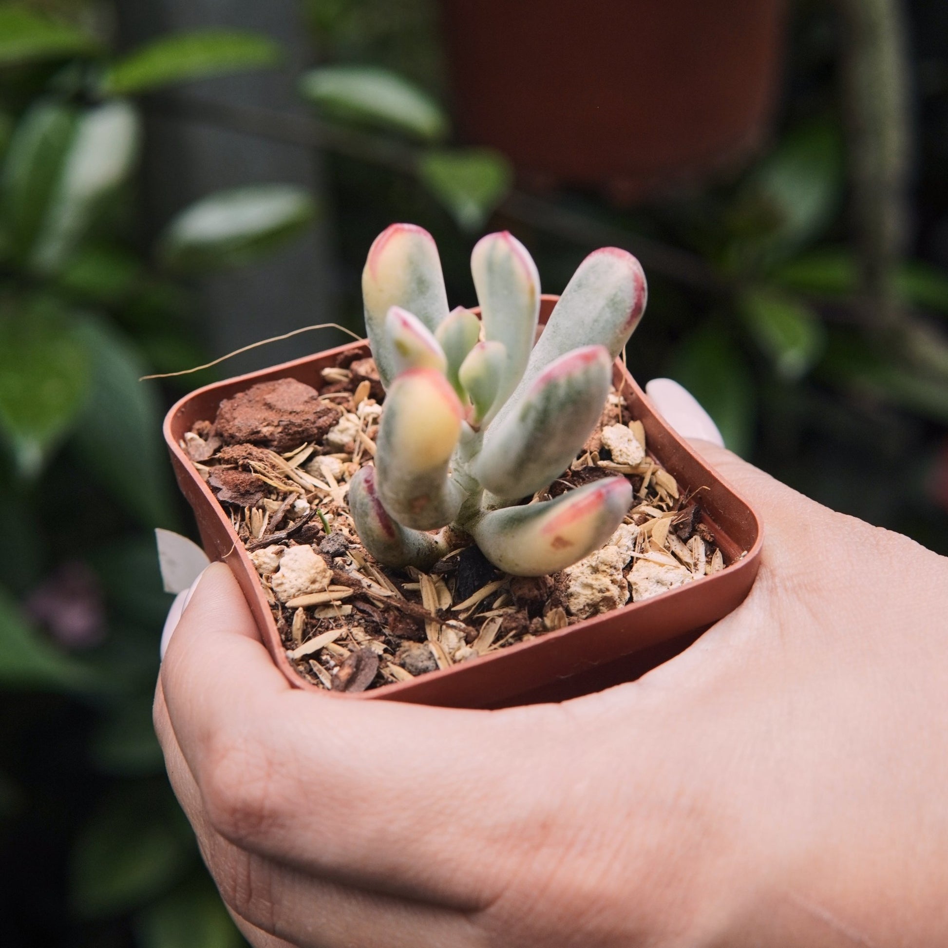 Suculenta Cotyledon Flanaganii - Vivero Florecer