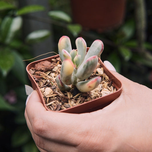Suculenta Cotyledon Flanaganii - Vivero Florecer