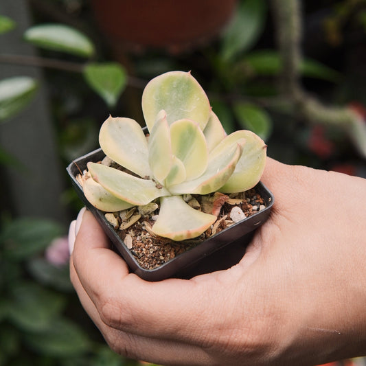 Suculenta Cotyledon Flanaganii - Vivero Florecer