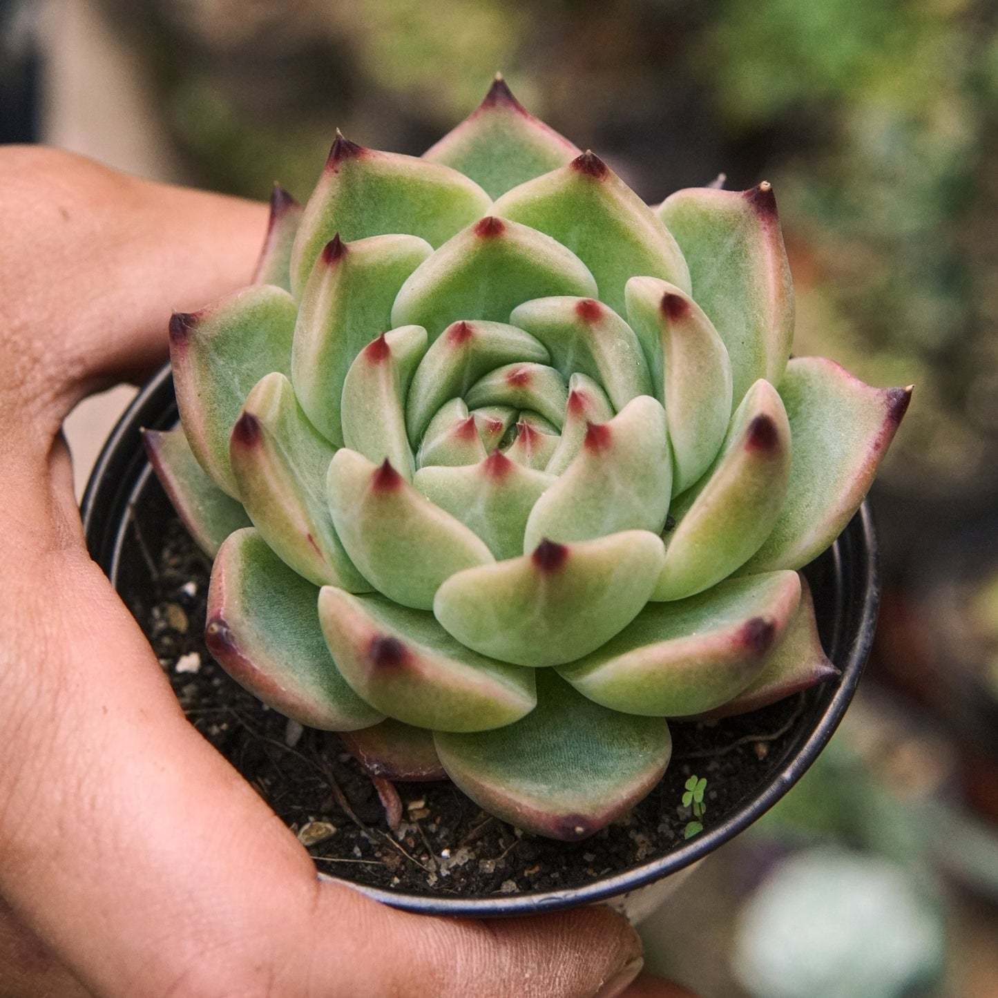 Suculenta Echeveria Agavoides Blue Dragon - Vivero Florecer