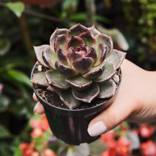 Suculenta Echeveria Agavoides Fresh - Vivero Florecer