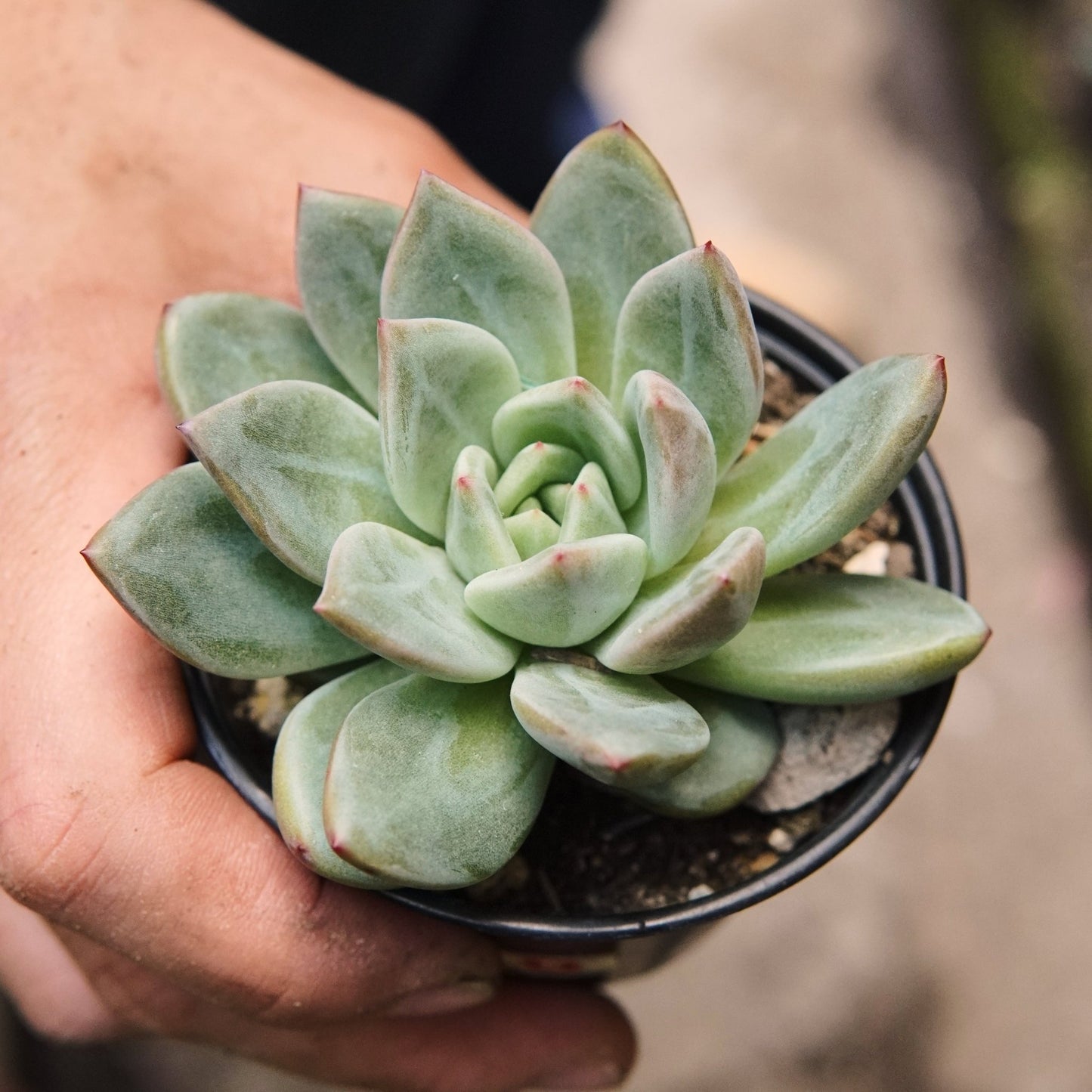 Suculenta Echeveria Agavoides German Champagne - Vivero Florecer