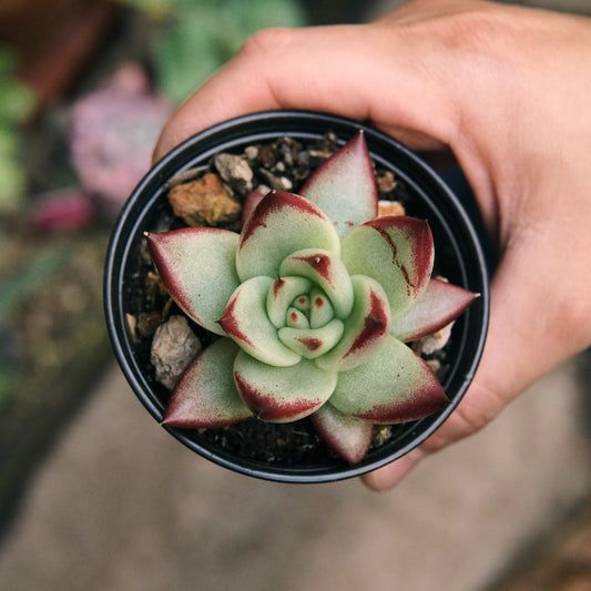 Suculenta Echeveria Agavoides Híbrida Romeo Rubin - Vivero Florecer