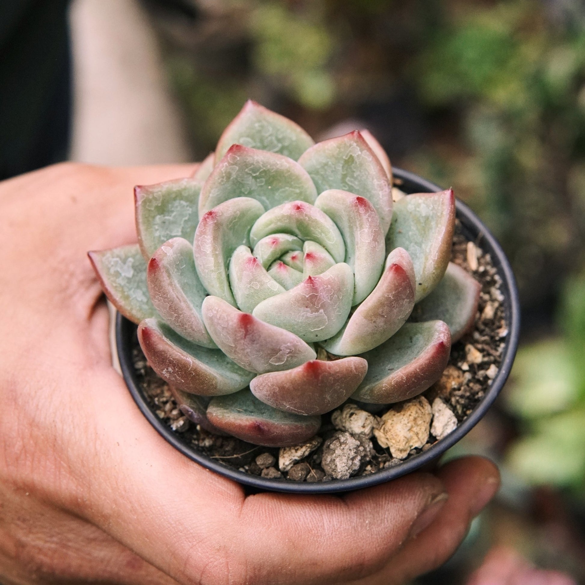 Suculenta Echeveria Agavoides Híbrido Flora - Honey - Vivero Florecer