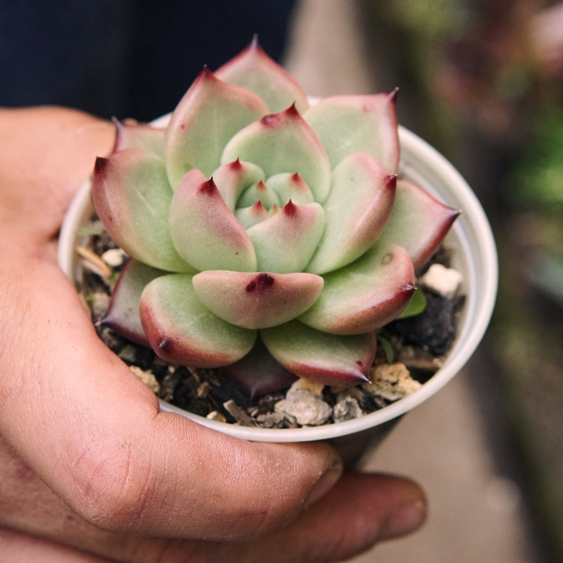 Suculenta Echeveria Agavoides Honey - Vivero Florecer