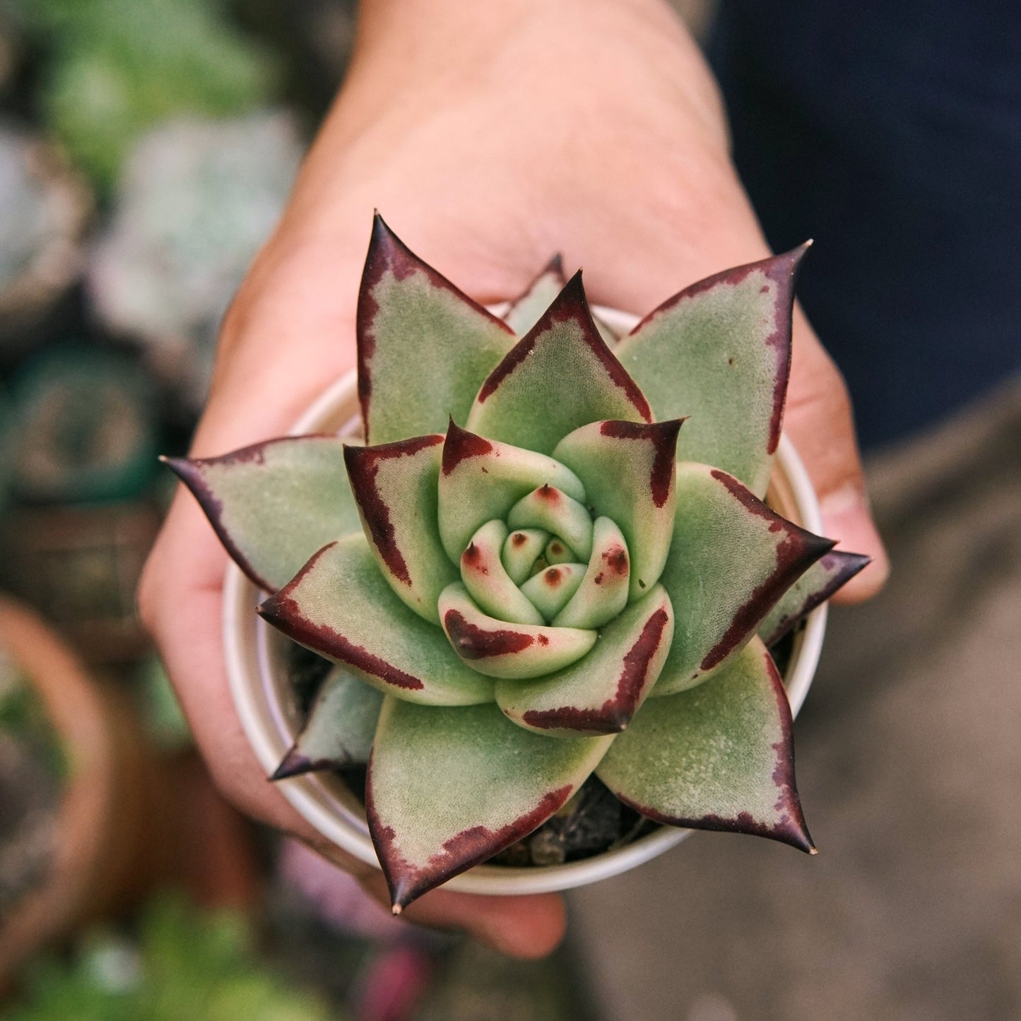 Suculenta Echeveria Agavoides Meikuan - Vivero Florecer