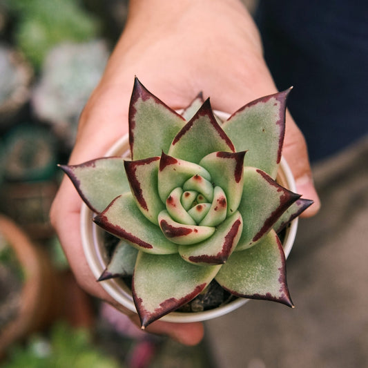 Suculenta Echeveria Agavoides Meikuan - Vivero Florecer