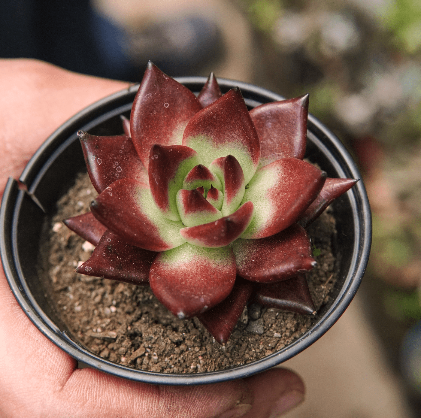 Suculenta Echeveria Agavoides Romeo Rubin - Vivero Florecer