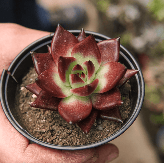 Suculenta Echeveria Agavoides Romeo Rubin - Vivero Florecer