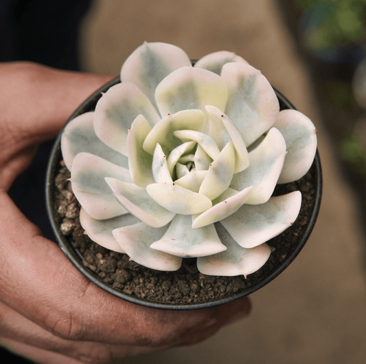 Suculenta Echeveria Akaihosi - Vivero Florecer