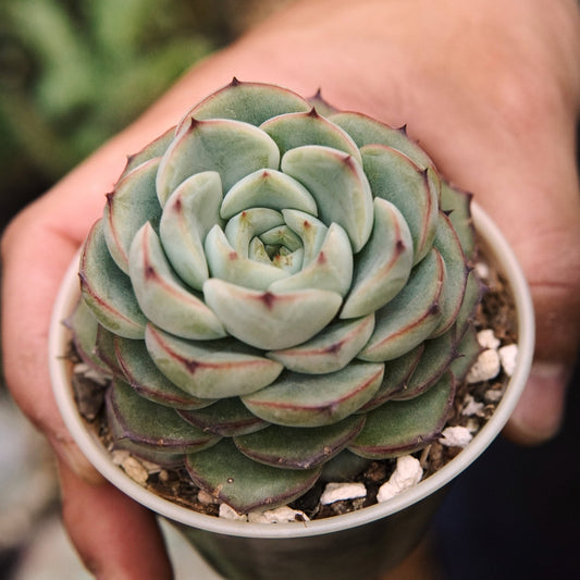 Suculenta Echeveria Aouye Variegada - Vivero Florecer