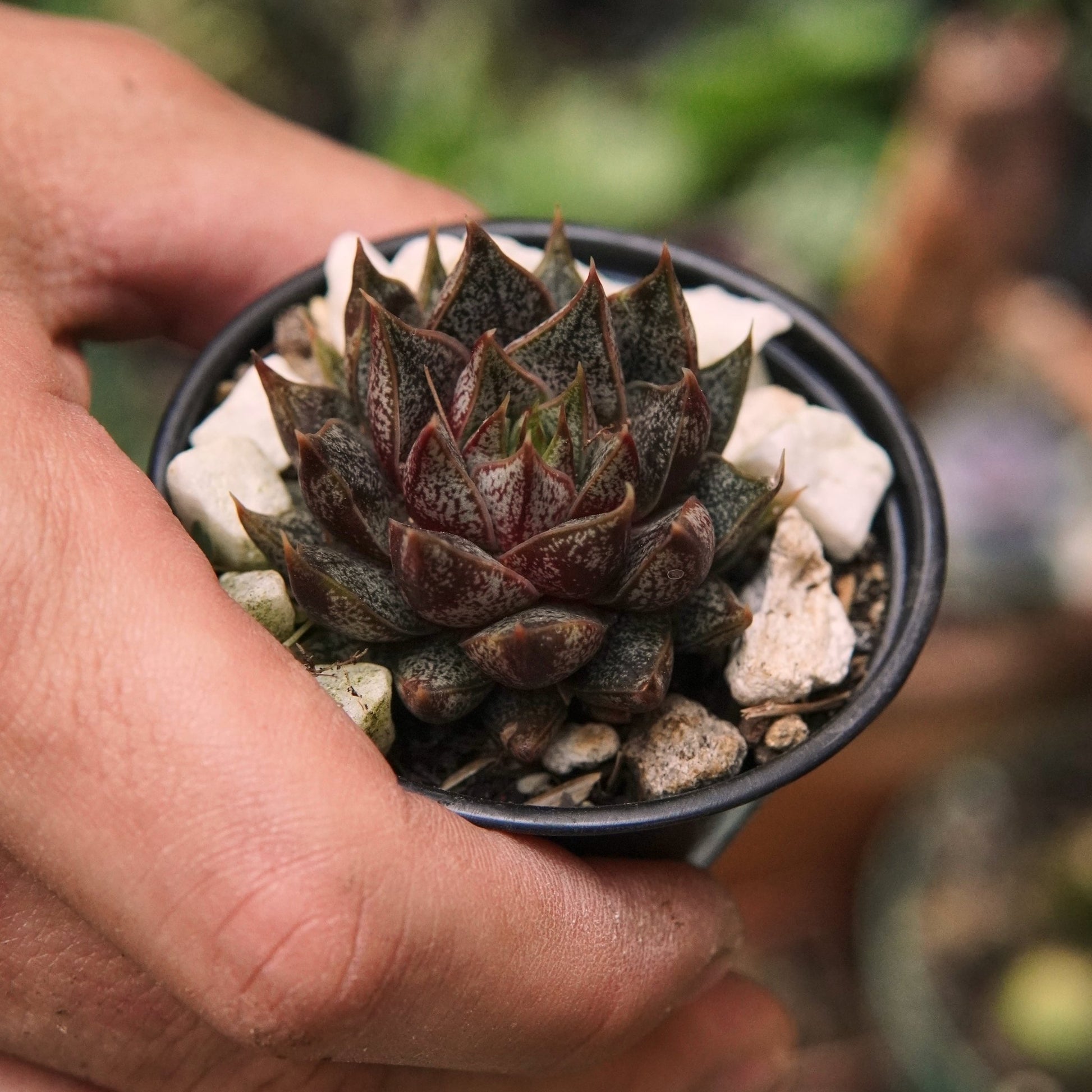 Suculenta Echeveria Belle Etoile - Vivero Florecer