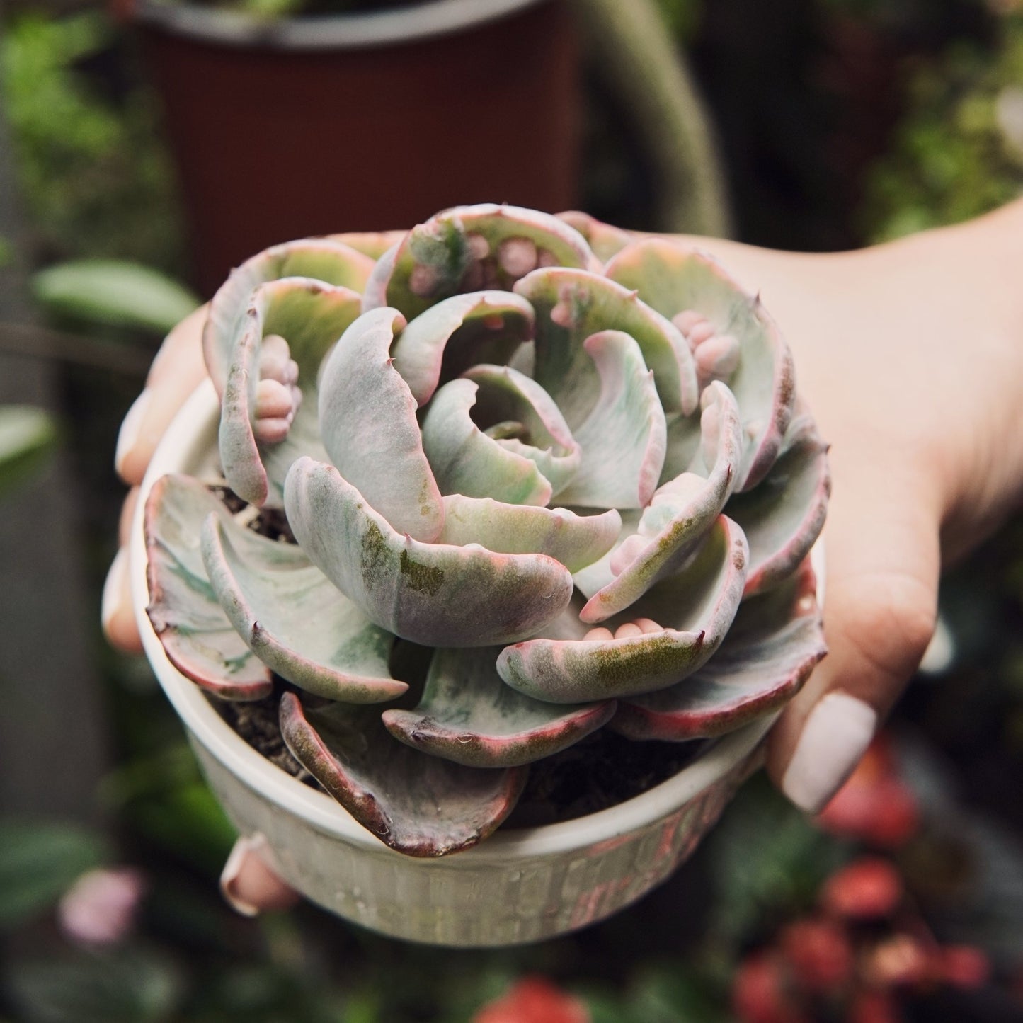 Suculenta Echeveria Beyonce - Vivero Florecer