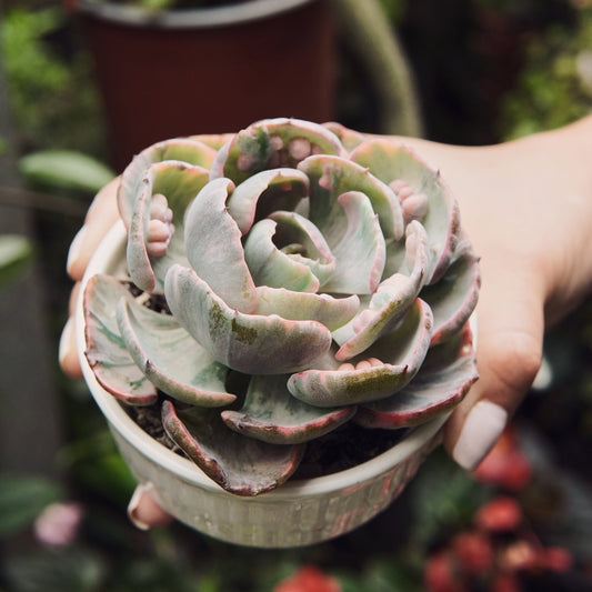 Suculenta Echeveria Beyonce - Vivero Florecer