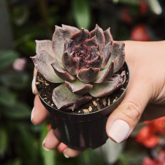 Suculenta Echeveria Black Coco - Vivero Florecer