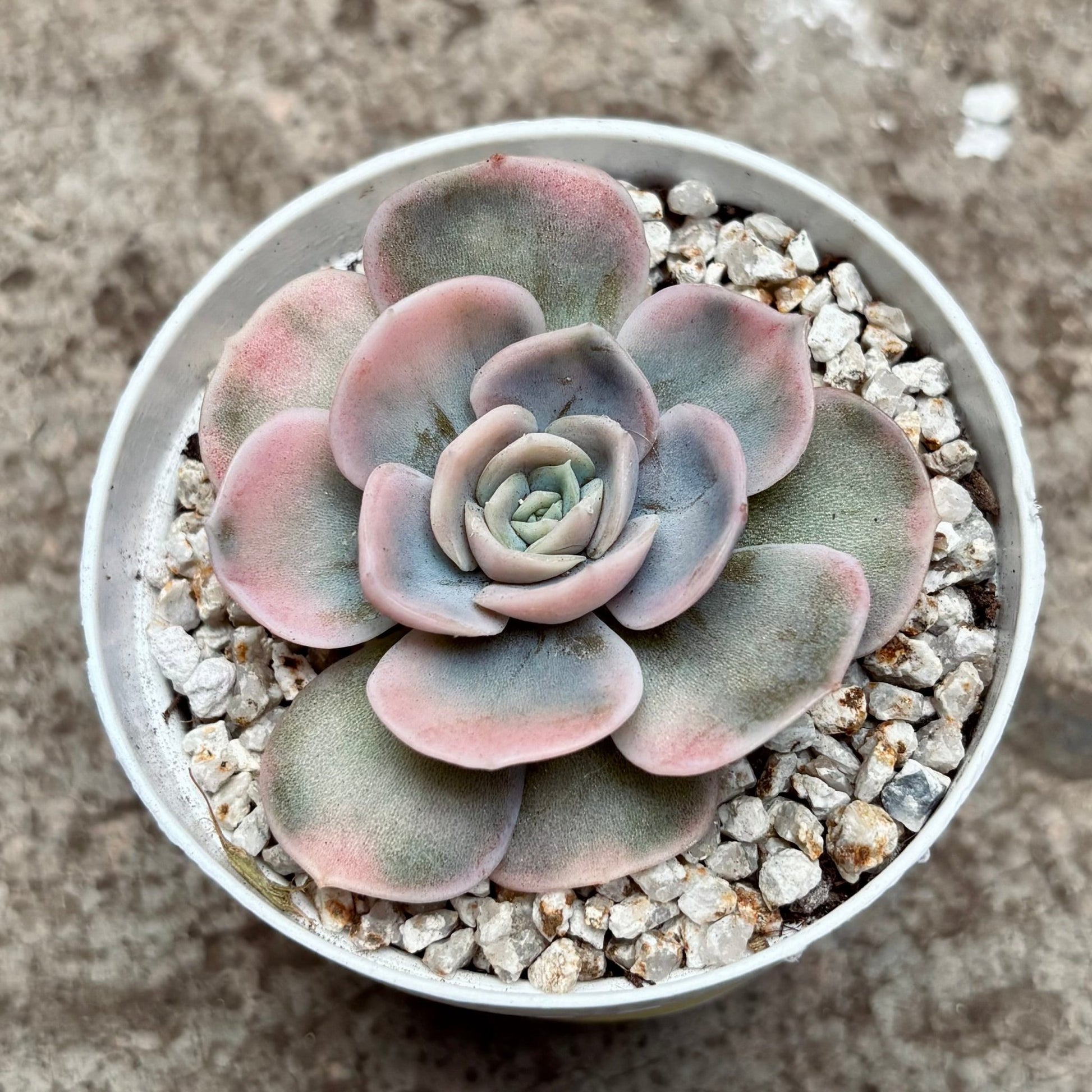 Suculenta Echeveria Blue Surprise Variegada - Vivero Florecer