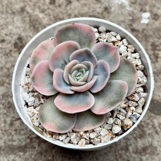Suculenta Echeveria Blue Surprise Variegada - Vivero Florecer