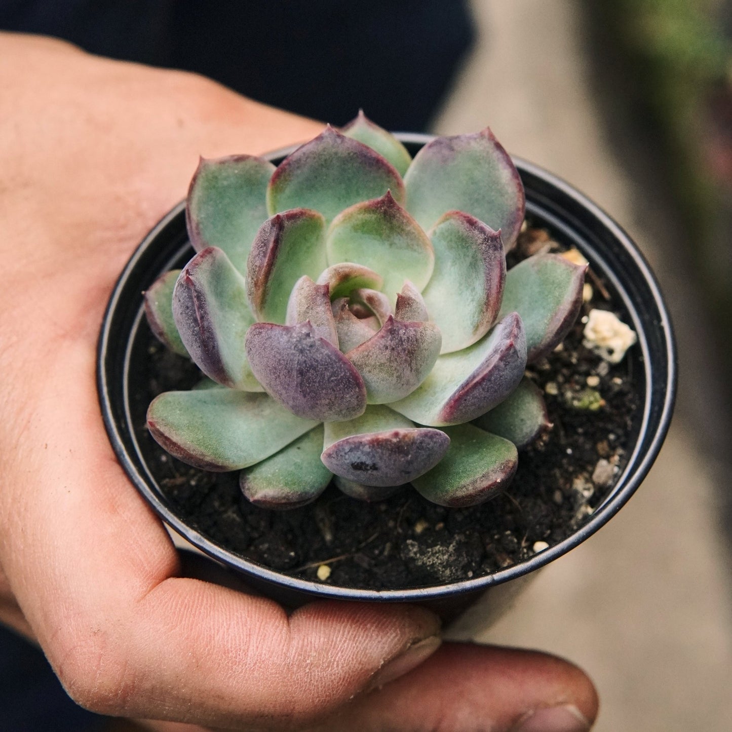 Suculenta Echeveria Blueberry - Vivero Florecer