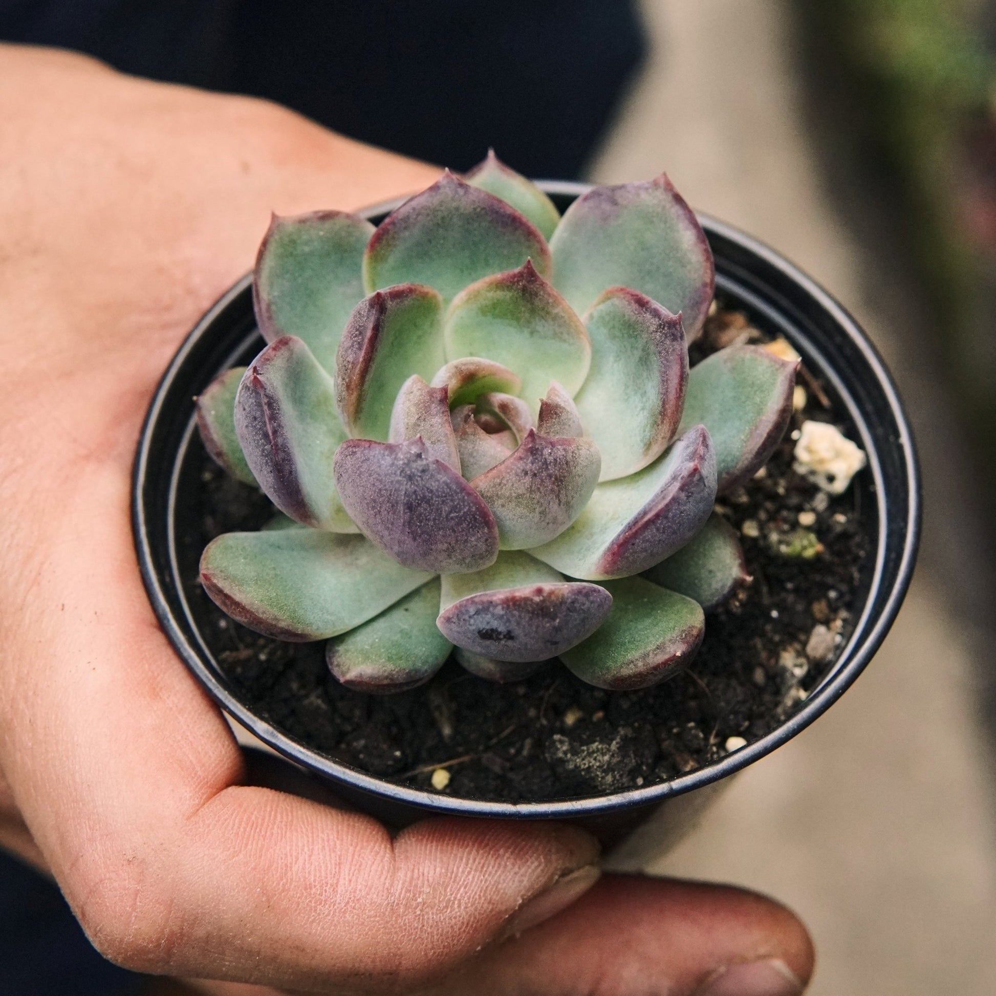 Suculenta Echeveria Blueberry - Vivero Florecer