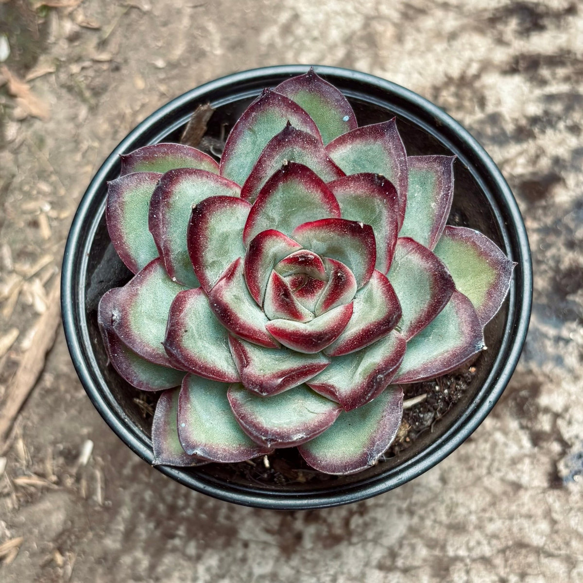Suculenta Echeveria Bow - Vivero Florecer