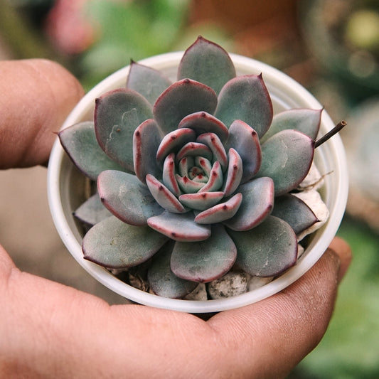 Suculenta Echeveria Caamanoi - Vivero Florecer