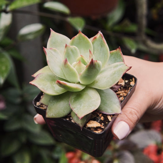 Suculenta Echeveria Casio Variegada - Vivero Florecer