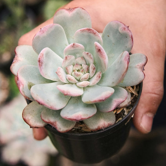 Suculenta Echeveria Cherry Shadow - Vivero Florecer