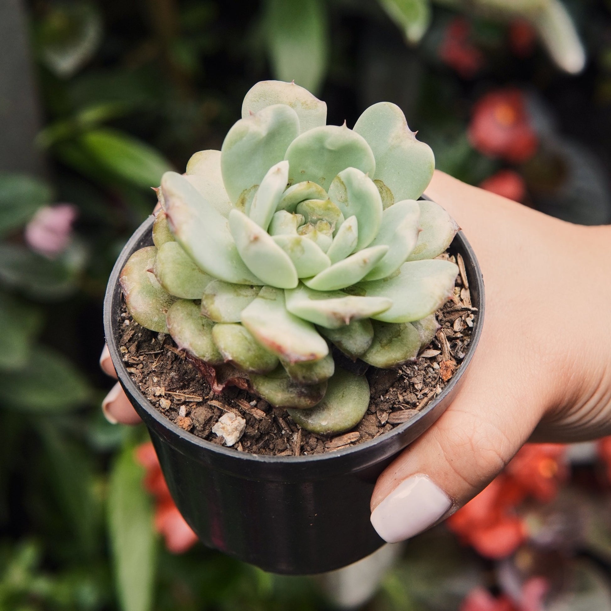 Suculenta Echeveria Cherry Shadow - Vivero Florecer