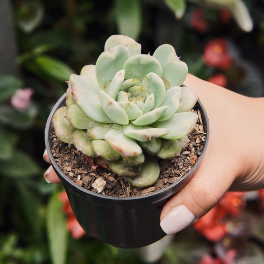Suculenta Echeveria Cherry Shadow - Vivero Florecer