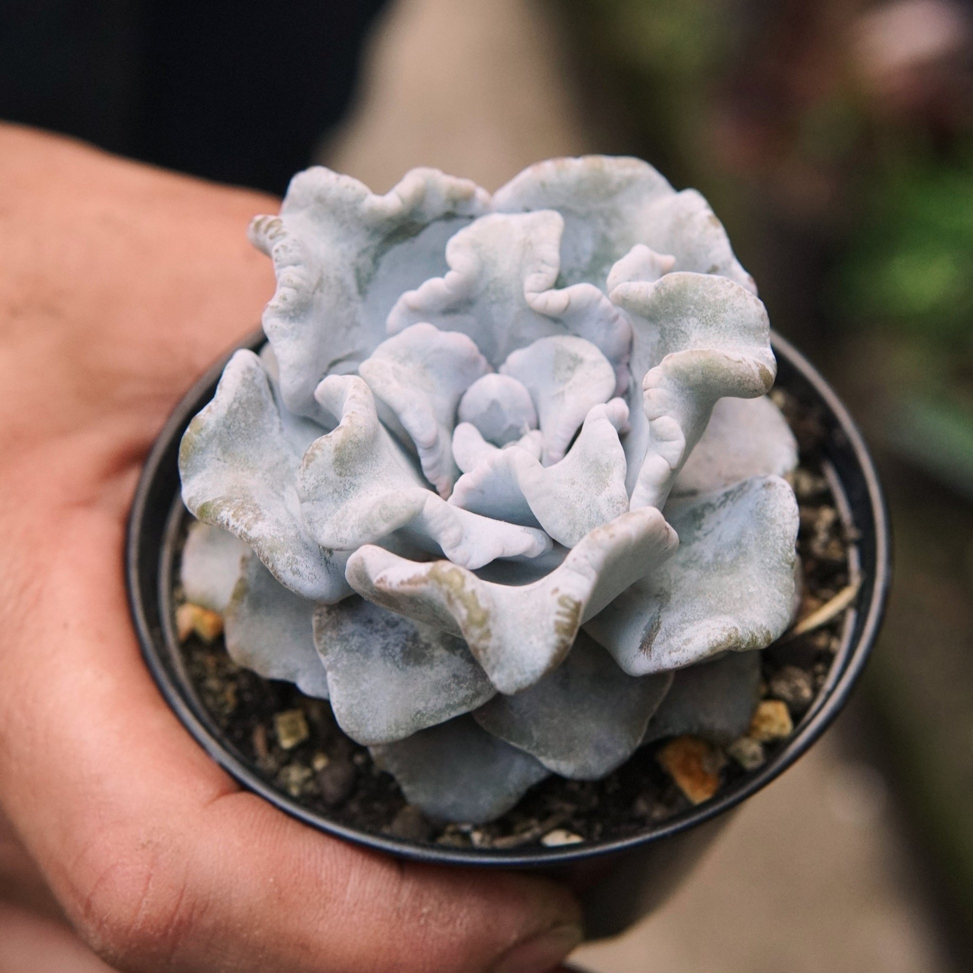 Suculenta Echeveria Crispate - Vivero Florecer