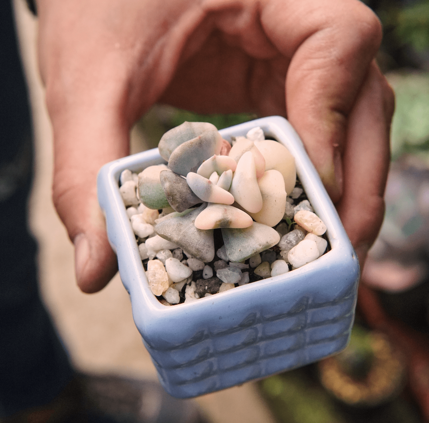 Suculenta Echeveria Cubic Frost Variegada - Vivero Florecer